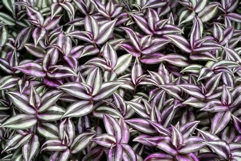 Wandering Jew Plant (Tradescantia zebrina): Types, How to Grow and Care | Florgeous