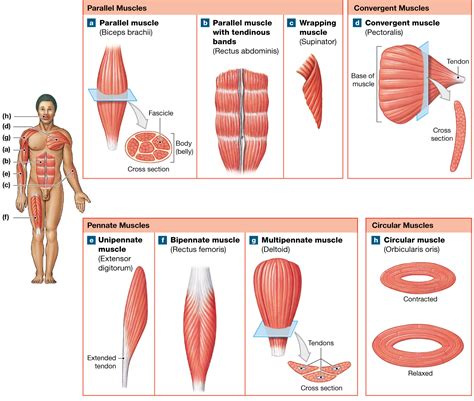 Fascicle Definition Anatomy - Anatomical Charts & Posters