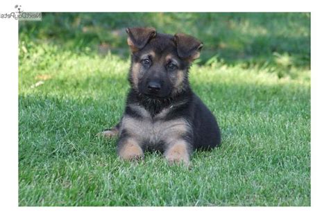 German Shepherd Puppies Near Me