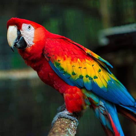 The Scarlet Macaw | by Caribbean Culture and Lifestyle- Belize | Medium