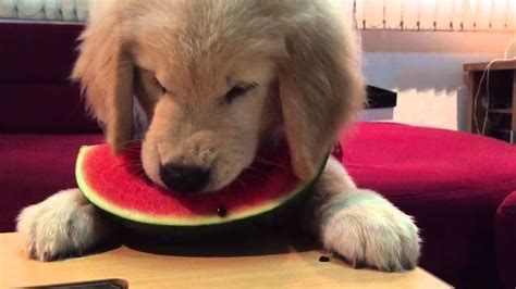 Cute Golden retriever puppy eating watermelon | Receitas de ração para ...