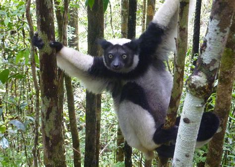 The Many Looks of Lemurs: Endemic to Madagascar, but Favorites in Zoos Worldwide - Owlcation