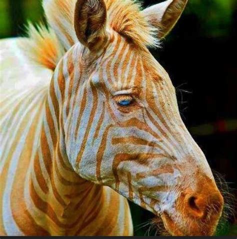 A rare zebra with gold stripes and blue eyes. #animals #zebra #rare # ...