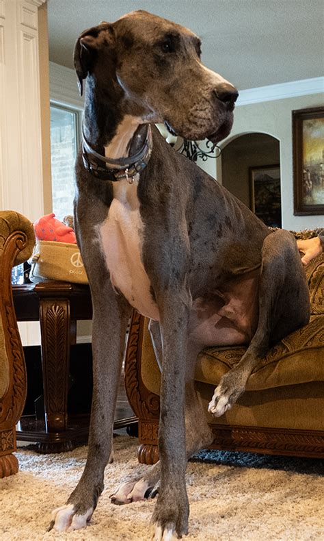 World's Tallest Dog | Zeus the Great Dane Is Officially the World’s Tallest Living Dog in the ...