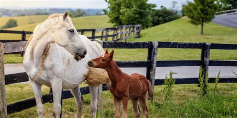 Kentucky Horse Farms & Lexington Horse Farms: KY Properties For Sale