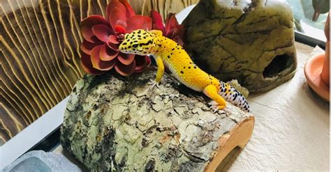 Leopard Gecko Habitat: Where Do Leopard Geckos Live? - IMP WORLD