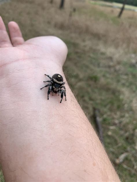 Huge jumping spider I found while hiking. Gainesville, Fl. : r/spiders