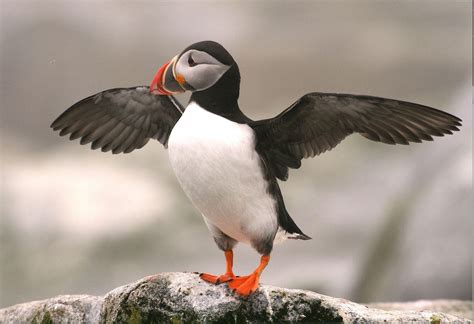 Atlantic Puffin | Audubon Field Guide