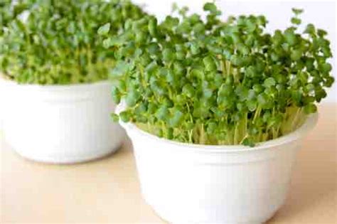 Heirloom / Non-GMO - MicroGreen - Garden Seeds - Official Online Store!