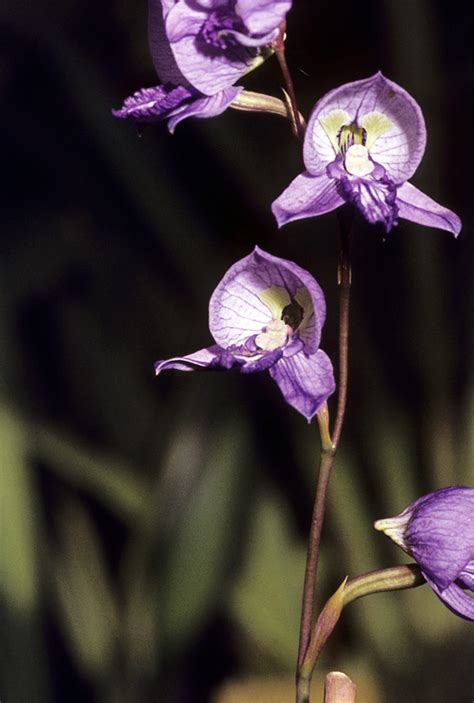 Disa purpurascens | Orchids Wiki | FANDOM powered by Wikia