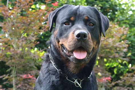 A Guide To Rottweiler Puppies Training - puppieslove.net