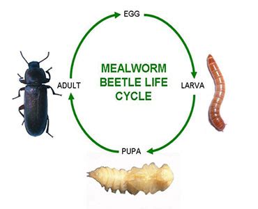 Yellow Mealworm Life Cycle - Your Insect Breeding Learning Centre