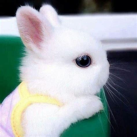 The Luxury Spot » ENTERTAINMENT Cute Baby Bunnies