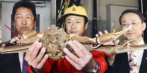 Snow crab sells for record price in Japan | Curious Times