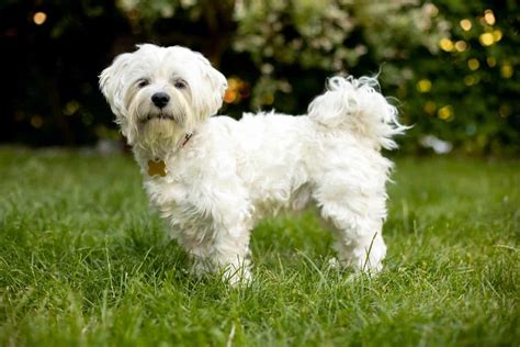 Are Maltese Dogs Good With Children