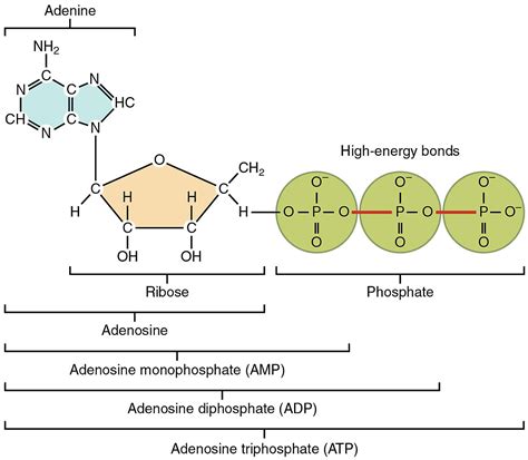 Ribose for Energy - Supplements in Review