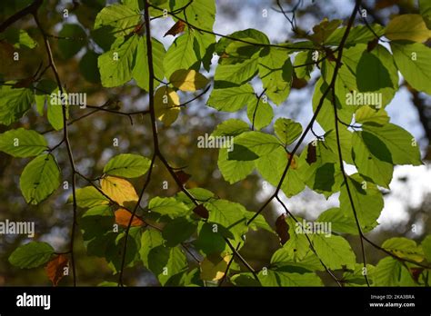 Autumn in an English wood Stock Photo - Alamy