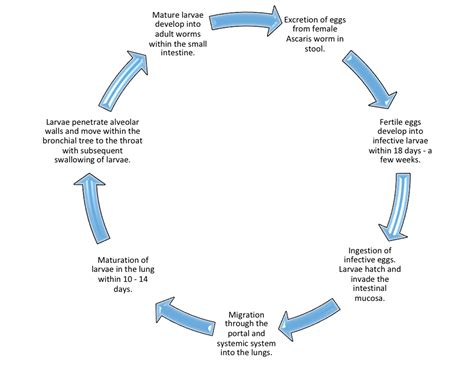 Ascaris Lumbricoides Life Cycle