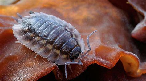 What is a Minibeast? And Other Bug Facts - Woodland Trust