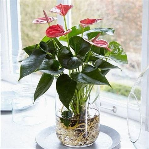 Growing Anthuriums in Water | Anthurium Plant Propagation