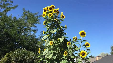 Worlds Largest Sunflower - YouTube