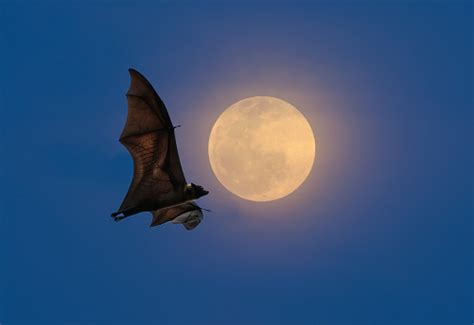 Bats Flying At Night Stock Photo - Download Image Now - iStock