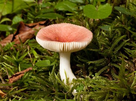File:Russula mushroom Kaldari 01.jpg - Wikipedia