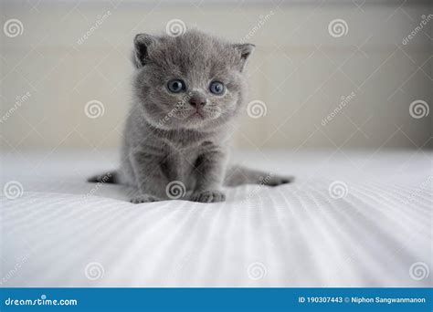 British Shorthair Blue Color, Baby Cat Cute and Beautiful Kitten is ...