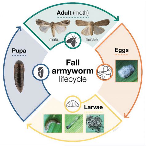 Managing the plant pest fall armyworm | Vegetables NZ Inc