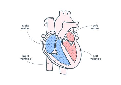 Anatomy and Physiology of the Human Heart - Pocket Prep