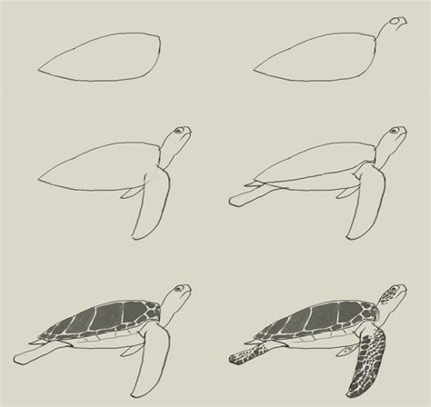 How to draw green sea turtle | Turtle drawing, Turtle painting, Drawings