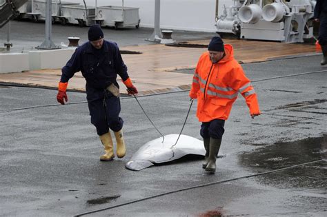 Harpooned: Iceland Resumes Hunting Fin Whales, Triggering Outrage From Environmentalists | IBTimes