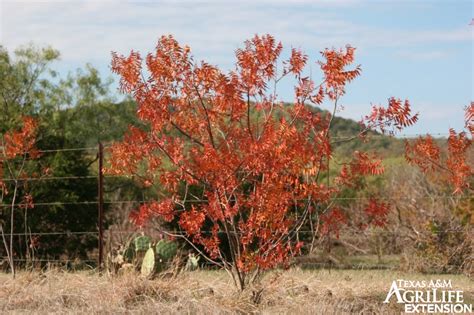 Plants of Texas Rangelands » Flameleaf sumac