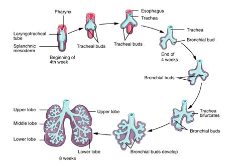 Lung Development (Child to Adult) | Lecturio Nursing