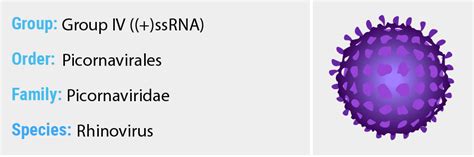 Rhinovirus - Quip Labs