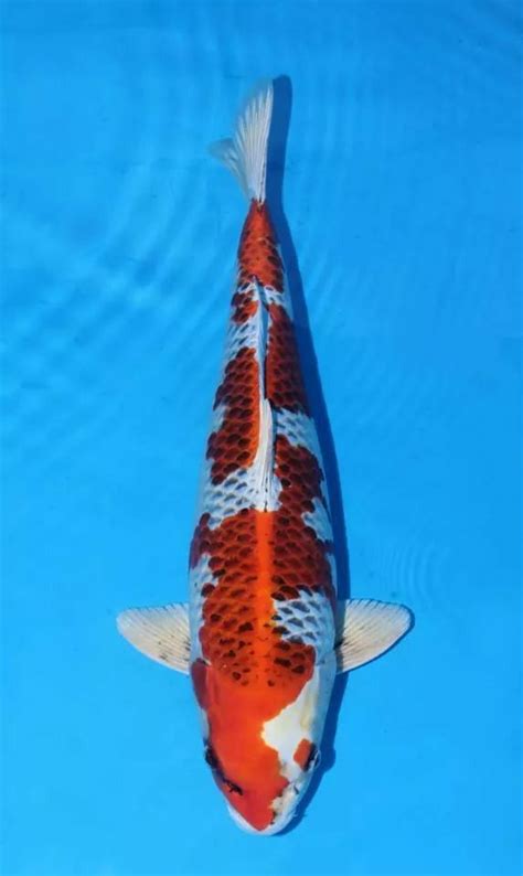an orange and white koi fish swimming in blue water