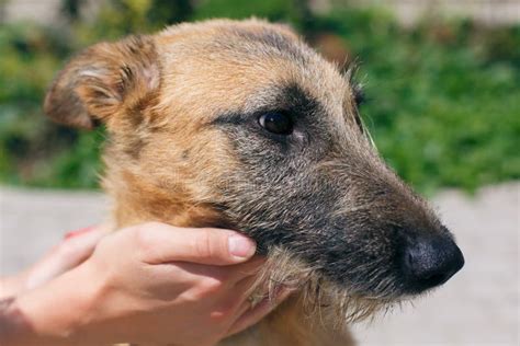 Cute Scared Puppy with Sad Eyes Giving Paw To Person in Snowy Winter ...