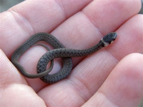 Brown Snake (3) | An itty bitty baby Brown Snake (Storeria d… | Flickr