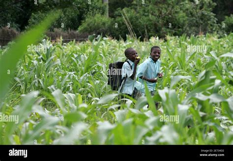 Maize Plantation High Resolution Stock Photography and Images - Alamy