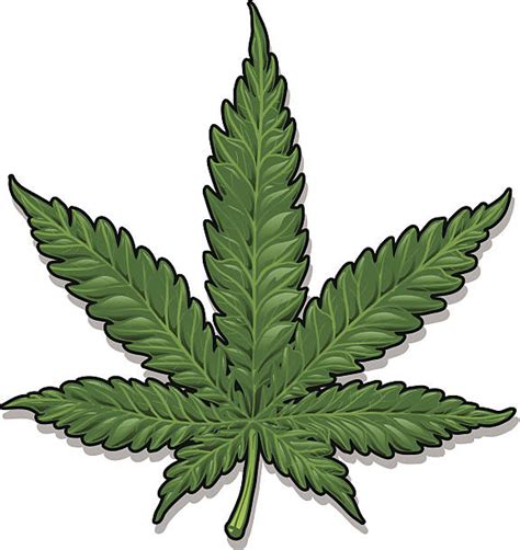 Marijuana Leaf Clip Art, Vector Images & Illustrations - iStock