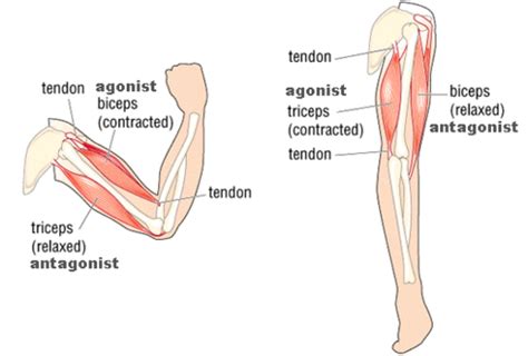 Vocabulary for Muscles & Movement Flashcards | Quizlet