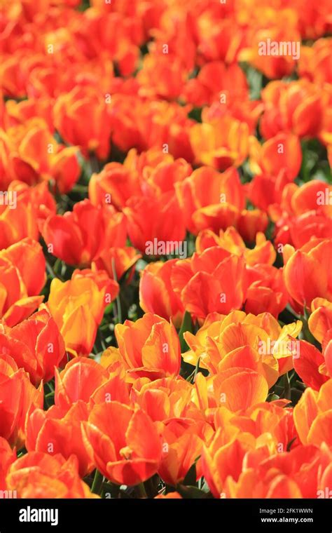 Flower bulb cultivation in the Netherlands Stock Photo - Alamy