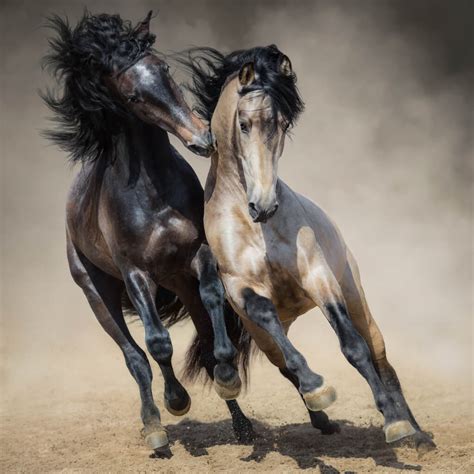 25 Horse Photography Tips: Take Great Equine Photography