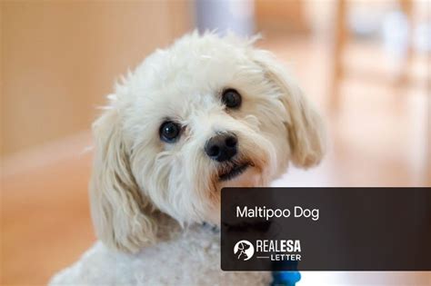 Maltipoo Dog Breed - History, Personality, Health, & Facts