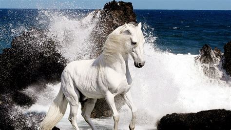 White Horse Wallpapers - beautiful desktop wallpapers 2014