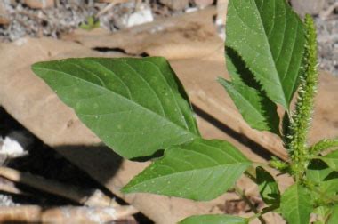 Palmer's Amaranth: Pictures, Flowers, Leaves & Identification | Amaranthus palmeri