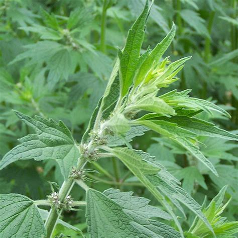 Motherwort Tincture | Leonurus cardiaca | Urban Fringe