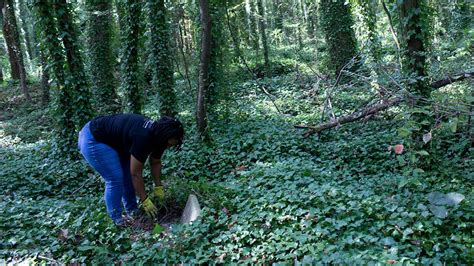 Historic African-American cemetery seeks volunteers for Black History ...