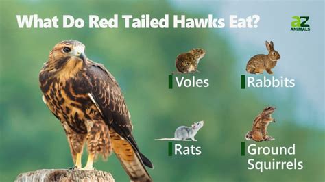 What Do Red-Tailed Hawks Eat? - A-Z Animals