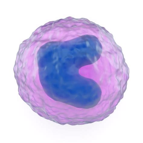 Proteomics Investigates Monocyte Differentiation